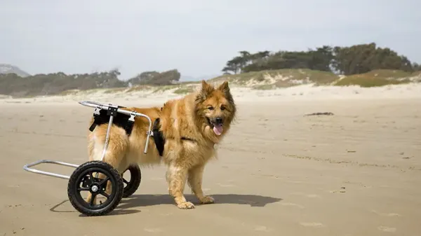 arthritis in dogs