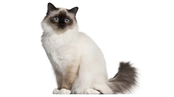 cat scooting