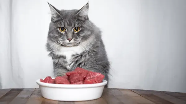 cat wont eat