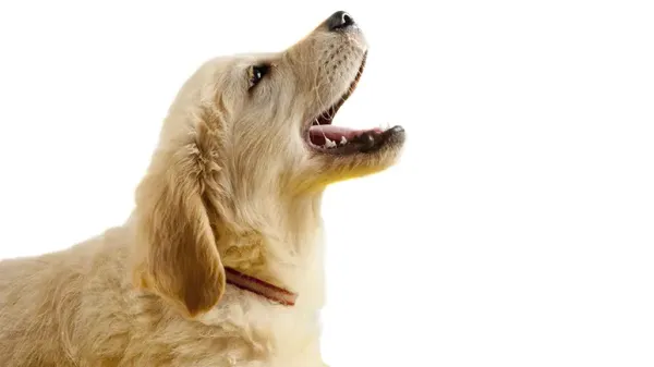 dog mouth problems