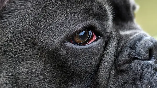 dog third eyelid