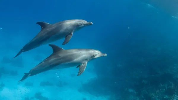 dolphins alzheimers