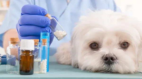 heartworm preventive medication