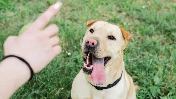 housetraining puppies
