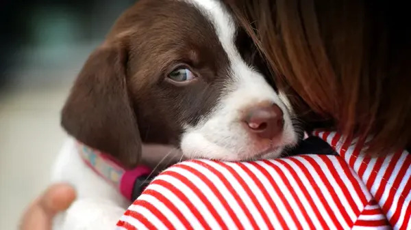 how to pick up a dog
