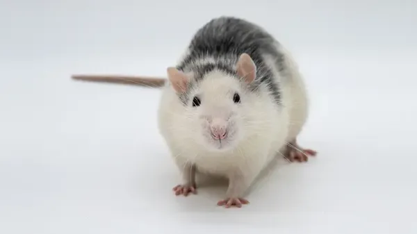 rat behaviors