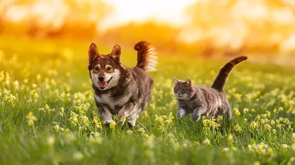 ways to help your pet detox