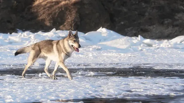 wolfdogs