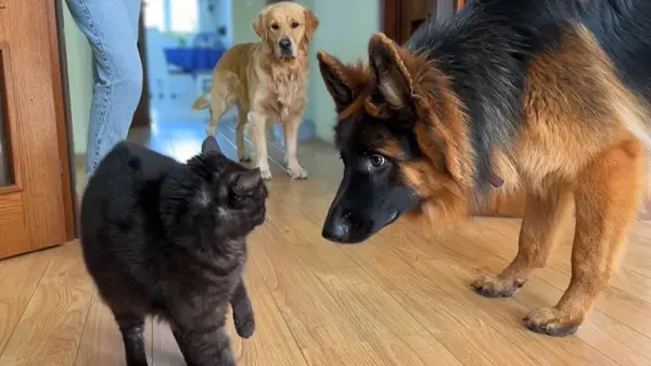german shepherd puppy meets his first cat
