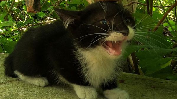 spicy kitten knows how to seem tough