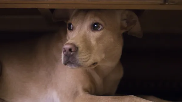 abused dog behavior