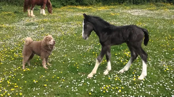adorable foal and shar pei try friendship