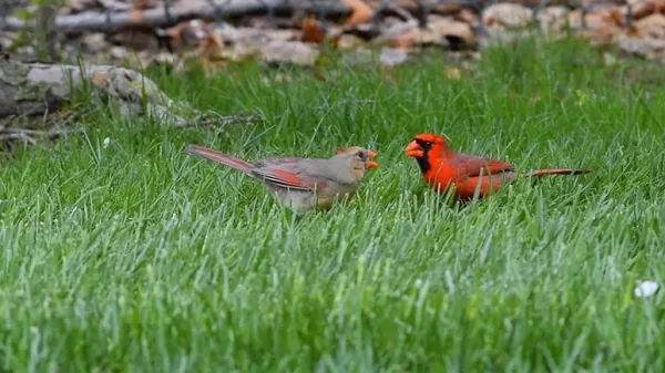 cardinal courtship rituals