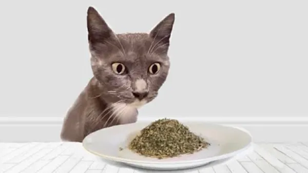 cats try catnip for the first time