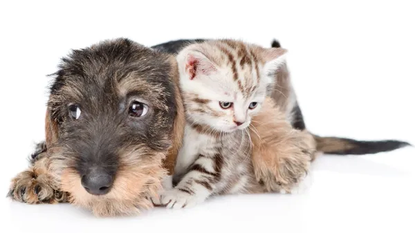 diarrhea in pets