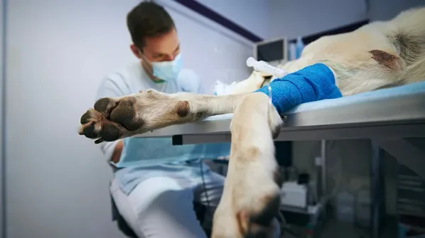 dog general anesthesia guidelines
