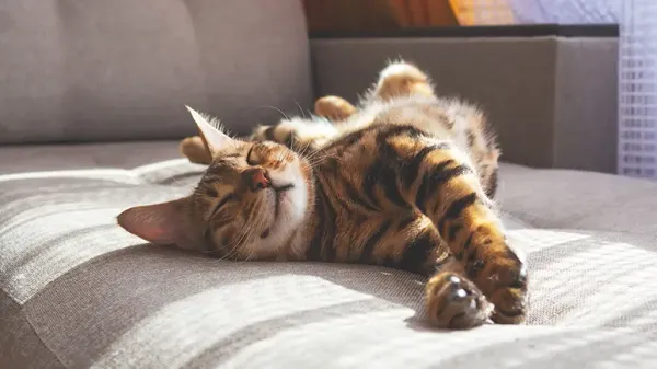 indoor only cats
