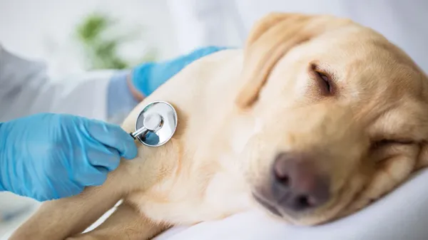 liver disease in dogs