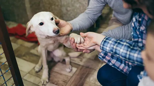 newly adopted dog