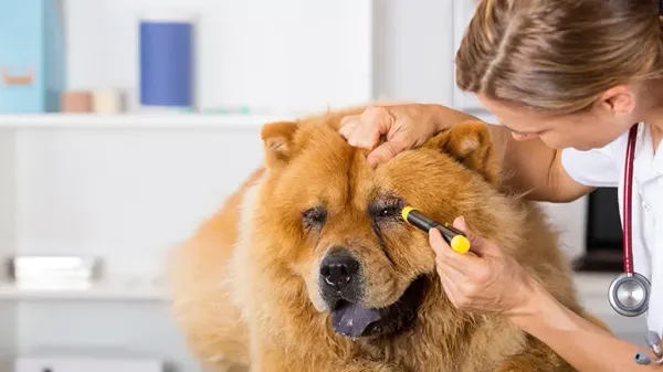 ocular trauma