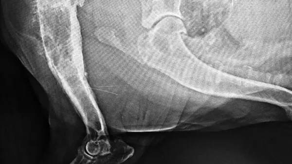 osteosarcoma dogs