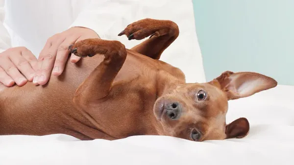 pet microbiome