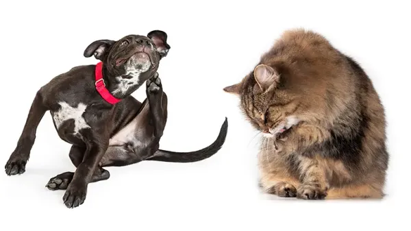 my pet miserably itchy could it be allergies