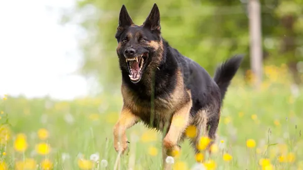 why are dog attacks on the rise
