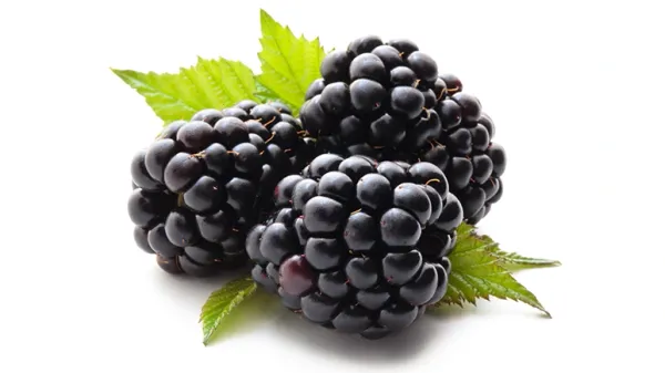 can you feed blackberries to your pets?