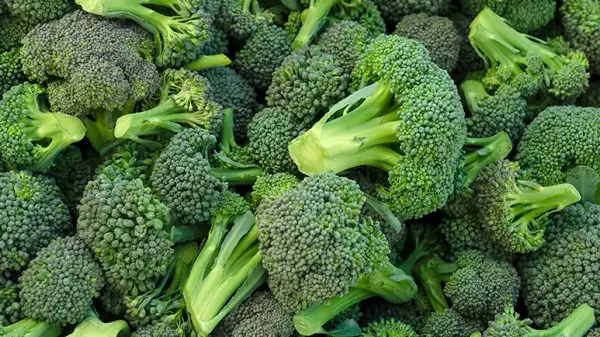 can you feed broccoli to your pets