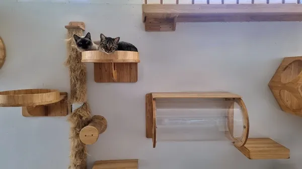 cat's life