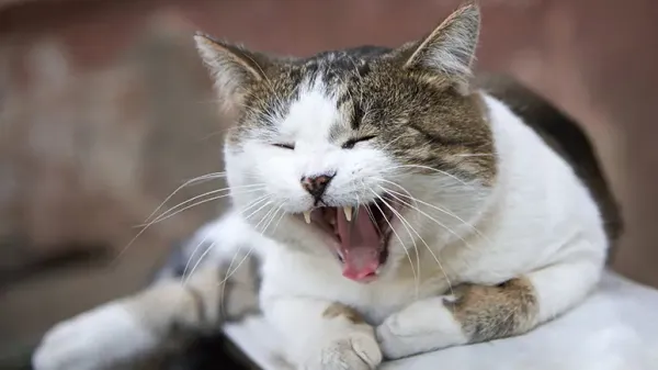 chronic cough cats