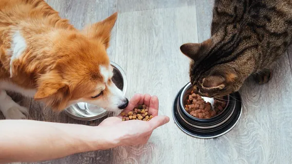 dna dog food