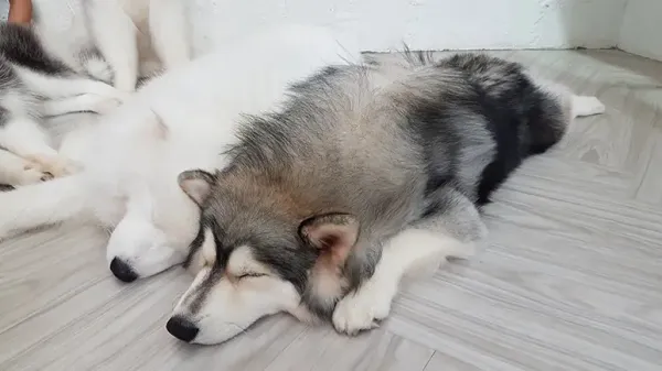 dog sleeping positions meaning