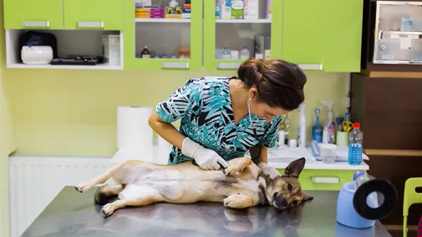 heart murmur in dogs