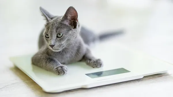 long lived cats
