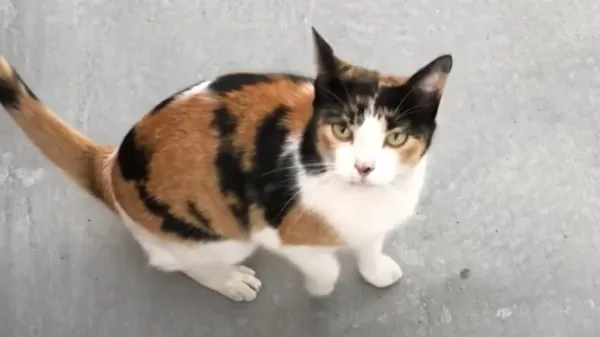 stray cat