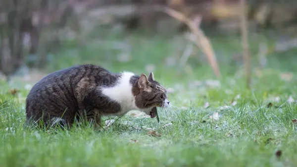 toxoplasmosis
