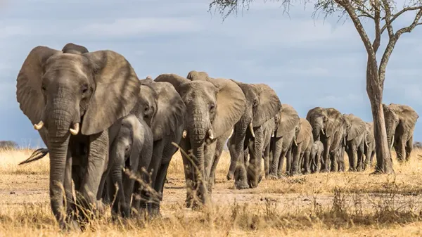 uncanny similarities humans and elephants