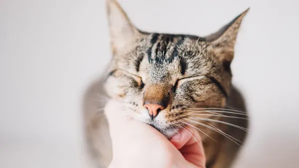 cat purring
