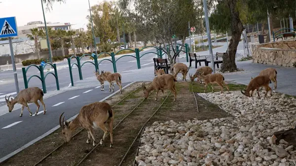 pandemic lockdown changed wild animal landscape