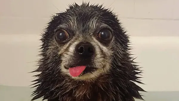pomeranian pug mix