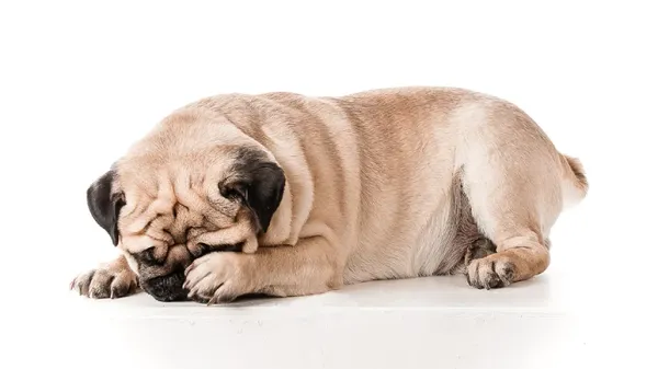 shy dog