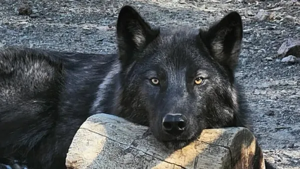 wolfdog