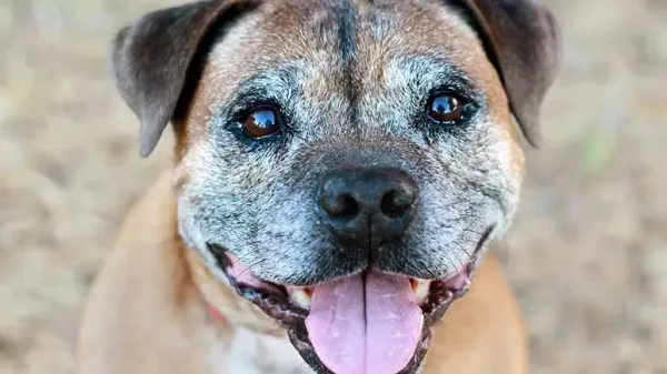 dog age lifespan