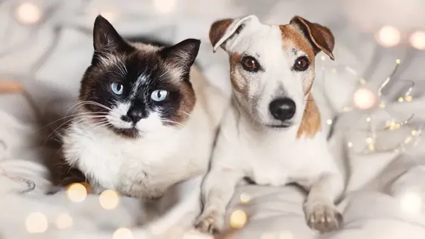 new years resolutions for pet lovers