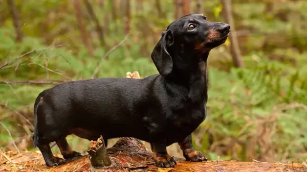 short legged dogs