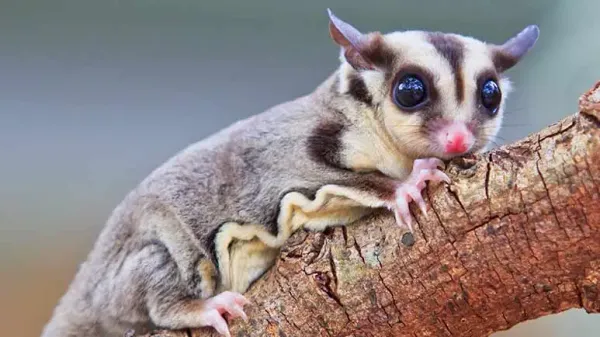 sugar gliders