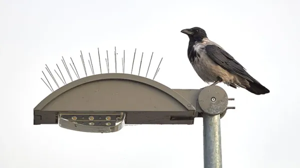 anti bird spikes