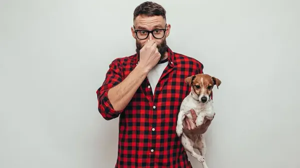 dog flatulence
